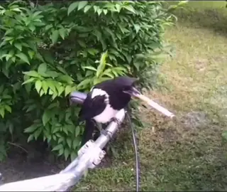 .