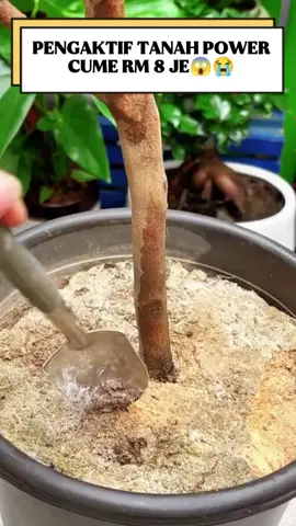 NAK TANAH KERAS KEMBALI SIBUR GUNA KESELESAAN KEBUN KORANG, JOM GRAB SEBELUM HABISS!!  #kebun #gengkebun #gengkebuntepirumah #kebuntepirumah #baja #ejenpengaktiftanah #viral #goviral #murah #fyp #foryou #foryoupage #affiliate #affiliatemarketing #tiktok #viral #murah #malaysia #jomgrabsekarang🔥🔥🔥 #terbaik #malaysia #berkah #bismillah 