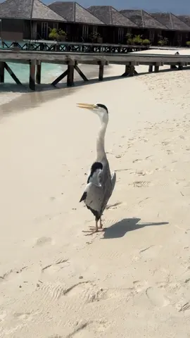 Maakana -My favorite Maldivian bird 🩵🩵🩵🩵🩵🩵🩵🩵🩵🩵🩵 #maldives #male #meeruislandresortandspa🌴 #meeruisland  #ocean #Love #maldivestiktok 