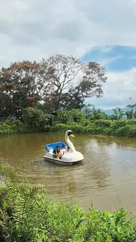 ZM's Entry for Young black and rich 😂🤣😅 #imyoungblackandrich #dragonboat #swanboat 