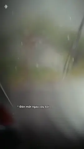 Nếu bất chợt một ngày cây hỏi lá, nếu cây chết thì lá có buồn không 