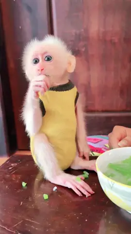 Adorable Baby Monkey Living the Dream With Mom’s Loving Hand-Fed Meal 🐒💖