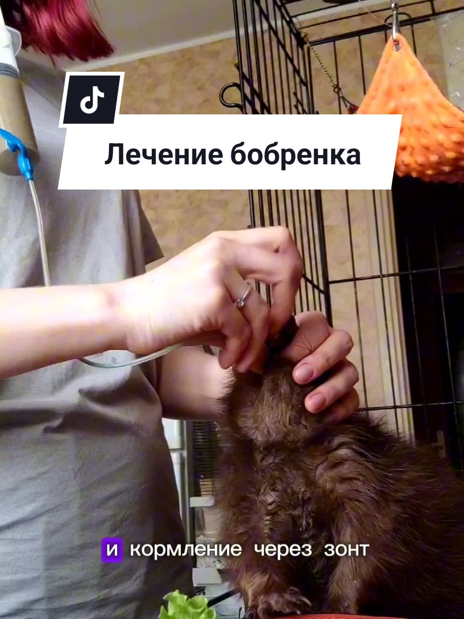 #бобр #бобер #курвабобр #бобркурва #лечение #животные #bobr #рц #нутрия #ребцентр #реабилитация #дикиеживотные 