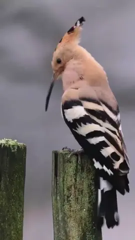 #الطبيعه _ وطيور_ الهدد_ الجميلة _ وا_ الرائعه #الطبيعه 🌿🪴🌱🌻☘️#trend #foryou #الطبيعه #الطيور #Hoopoe bird and the picturesque nature 