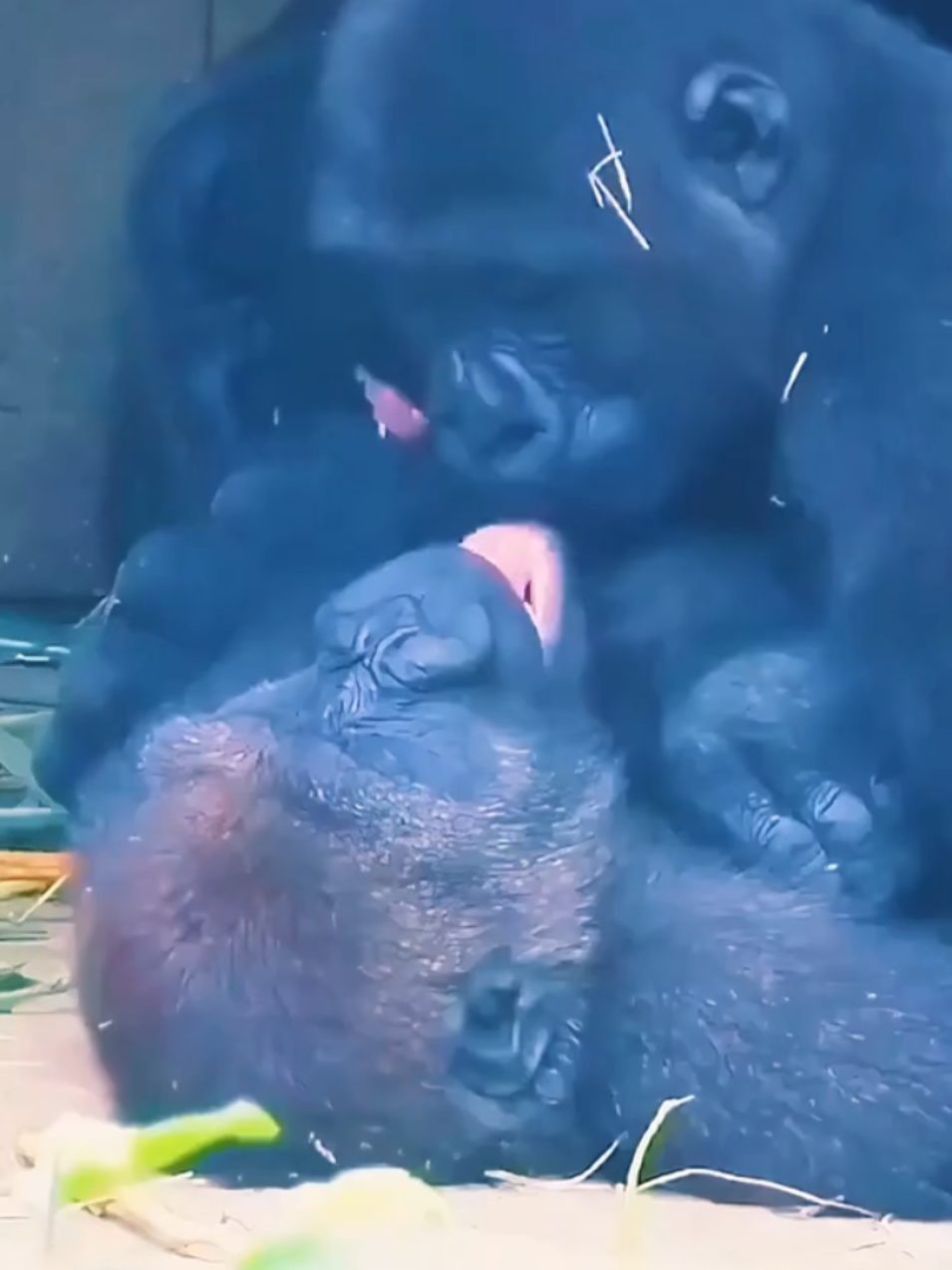 #gorilla #fun #viralvideo #UK #usa #forupage #fyp 
