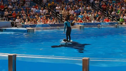 #orcas #trending #foryoupage #orcas #trending #foryoupage