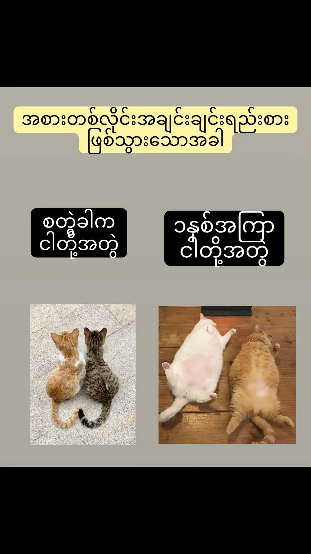 #fyp #fypviralシ #fypviral #cat #catfunny #myanmartiktok🇲🇲🇲🇲 #myanmarcelebritytiktok #အစားတလိုင်း #ရောက်ချင်တဲ့နေရာရောက်👌 #ရောက်စမ်းfypပေါ် 