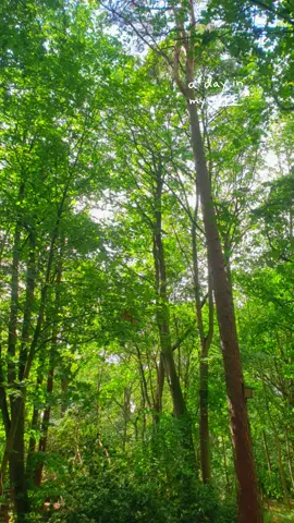 #woodland #trees #MentalHealth #feel ##friends #vibe 
