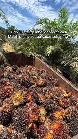 Waduh apa gak bahaya 🤣@TOKOESKRIM @Om combet @Yogi Rahma Putra @PELOR TEAM  @Ihsan Habib @ADF_Lights @ridhobadot106 @celine2gd @💥AGOS PRASETYO💥 @Travel sawit 