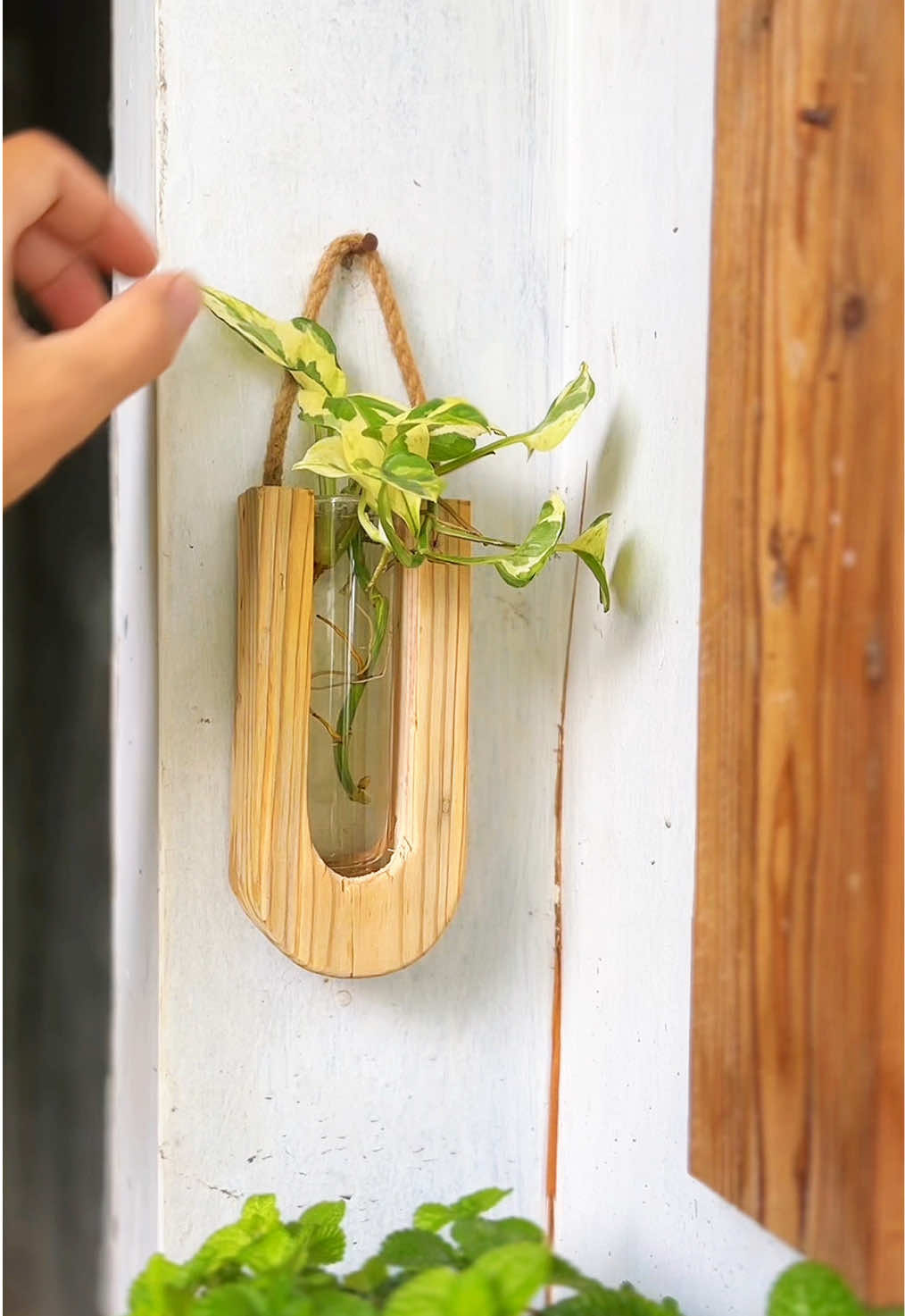 Sayangnya rumah bukan tempatmu mengadu #plants #DIY 