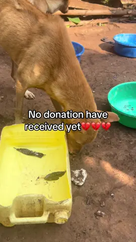 #dogloversfeed #dogslife #animalslover 