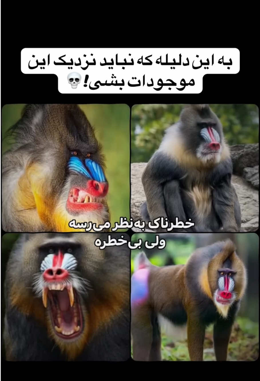 خلاصه که نزدیکشون نشید🗿 #ترسناک #عجیب #وایرال #سرگرمی #فوریو #اکسپلور #فوریوپیج #دانستنی #فوریوپیج 