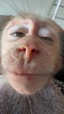 Bibi sllep so cute #monkey #monkeydluffy #monkeyface #monkeybibi 