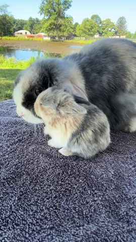 There is nothing like the love between a momma and her baby!! Check out momma’s twin!! #bunnylove #maryland #fyp   Located in Maryland!!