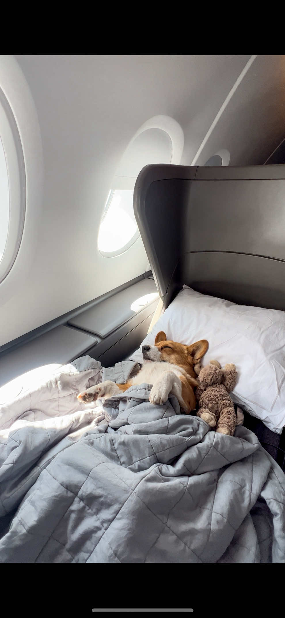 What would you do if you saw this #funnyvideos #dogsoftiktok #fyp #flight #plane 