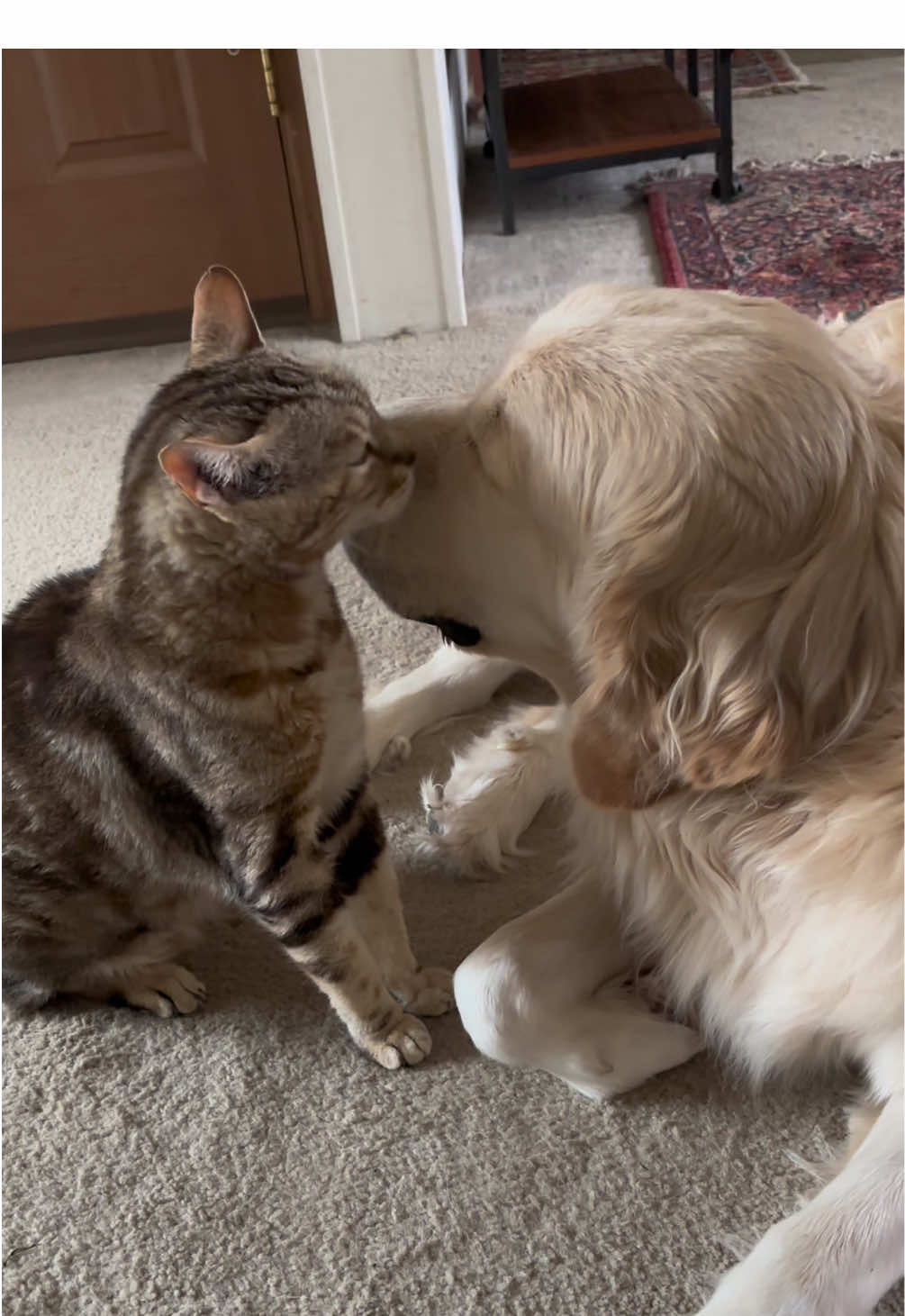 Rufus and Conan: Best Friends #catanddog #bestfriend #brothers #bathtime #dogsoftiktok #catsoftiktok #thegoldenbros 