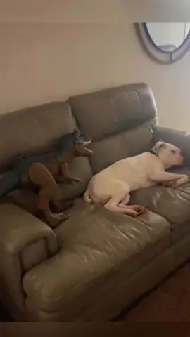 Try not to laugh 😂😂😂 #animals #funny #pet #dog #funnyanimals #funnyvideos #haha #dogsoftiktok #cat #funnypets #PetsOfTikTok 