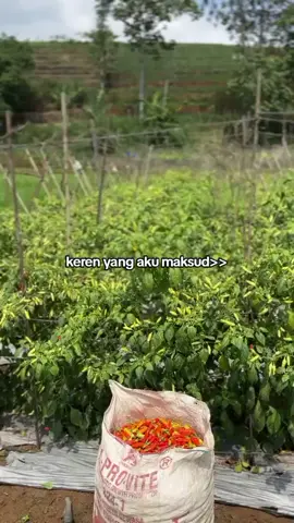 keren yang aku maksud #petani #petaniindonesia🇮🇩🇮🇩🇮🇩🌿🌿 #petanicabai 