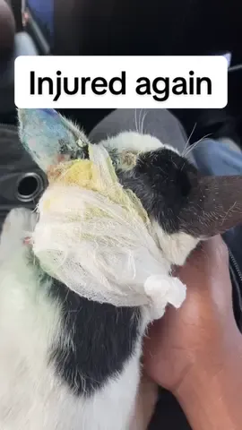 ተከስተ ድጋሚ ተጎድቷል😓😭 @Hachiko_Vet_Clinic thank you for the treatment. @ቦቢ Store thank you for the food and ride!🙏 #ተከስተthecat #cattreatment 