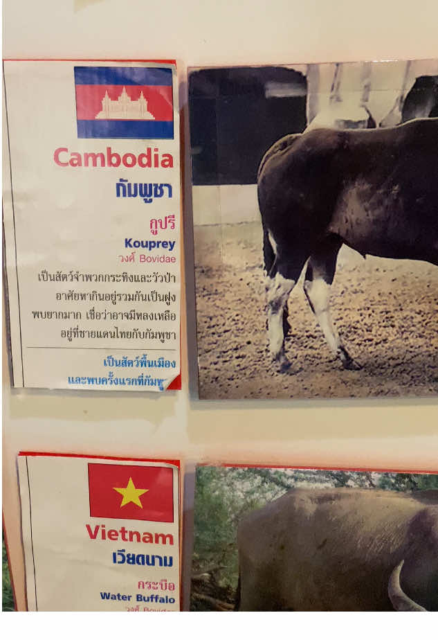 #สัตว์ประจำชาติอาเซียน #กูละขำ #สัตว์ประจำชาติกัมพูชา 