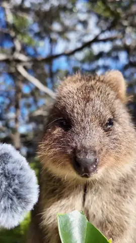 #quokka#fypquokka #viral 