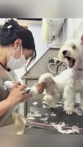 Try not to laugh 😂😂😂 #funny #animals #funnypets #funnyanimals #catsoftiktok #funnytiktok #cat #haha #dog #pet #funnyvideos 