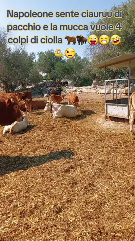 #🐂🐂🐂🐂🐂🐂🐂🐂🐂🐂🐂🐂🐂🦬🐮🐮❤🔝👍💪🤙😉😏😎🤠 #crastaesaurita🐏🤯😜😁😂😂😏❤️ 