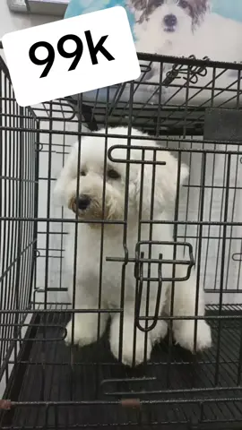 Chuồng sắt sơn tĩnh điện cho chó mèo #pet #chuồngchó #chuồng chó size xl #chuồngchómèo #chuongchomeolapghep 