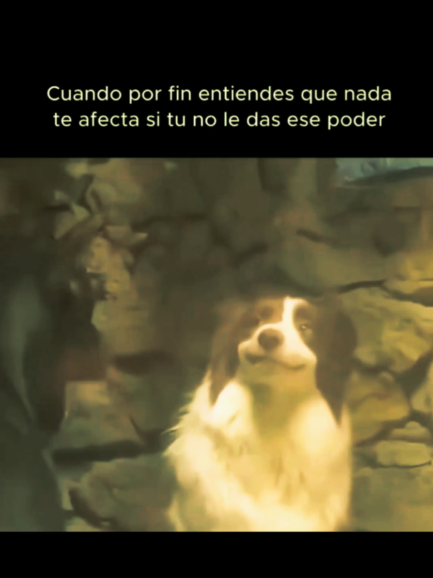 #perros  #wow  #pleito  #rabia  #tran 
