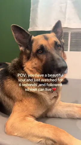Please comment, repost, and Donate to SAVE MELI #noonenoticed #funnydogs #fypシ゚viral 