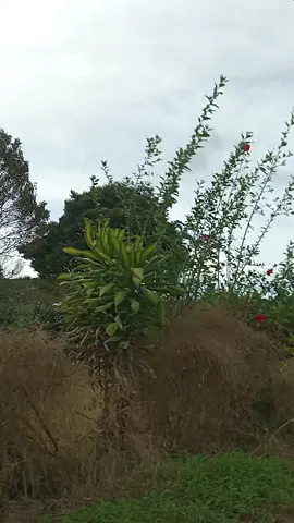 kalo jodoh pasti ketemu
