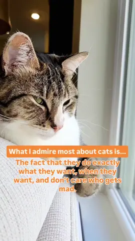 What's your favorite thing about cats? 😻 #crazycatlady #ilovecats #cats #calicocat 