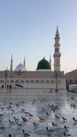 Aku rindu. 🥹 #madina #hajj2025🕋🤲 #raudah #kubahhijaumasjidnabawi 