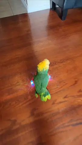This will make you smile believe me #fyp #foryou #foryoupage #parrot #talking #laughing #smile 