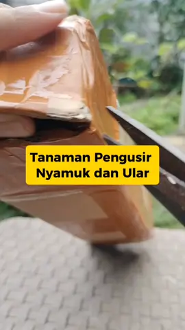 #tanamanzodia #tanamanhias #tanamanpengusirnyamuk #bibit #GratisOngkirRP0 #Adoteumhabitinho #tanaman #fyp #kebunpekarangan #cuantanpabatas 