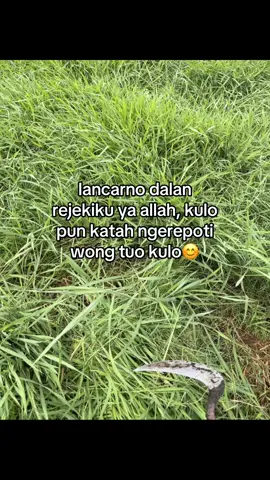 😊#peternakmuda #fyppp #beranda #sobatngaret #sapijumbo #4upage #foryoupage #berkahselalu🤲😇💕 