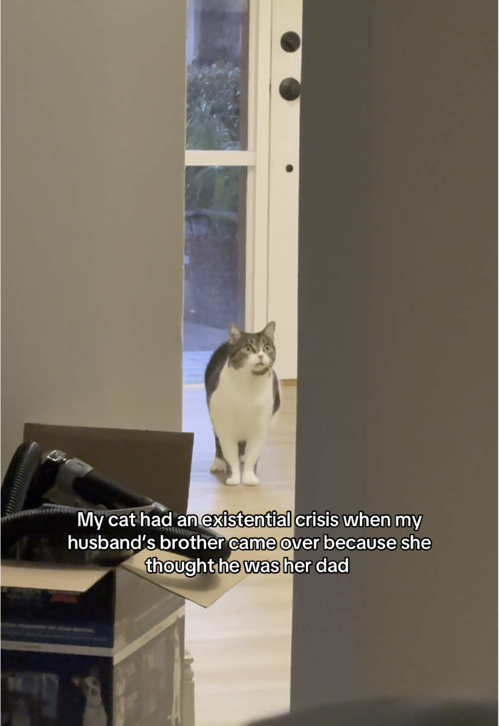 This is proof that cats have amazing facial recognition because they look super similar 😂 #catsoftiktok #catsaresmart #fyp 