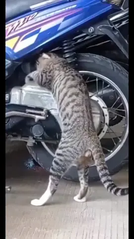 mécano cat ! 🤣