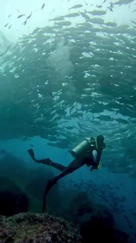 We finally did it 😭🌊🦈🫶🏼 We dived in my ultimate dream scuba destination - the Galápagos Islands 🇪🇨 And it met all our expectations! Numerous whale sharks, schools of hammerheads and playful sea lions. It really doesn’t get much better than that!! Feeling absolutely knackered but very grateful we got to share the ocean with such beautiful marine life 🥹♥️  #galapagos #galapagosislands