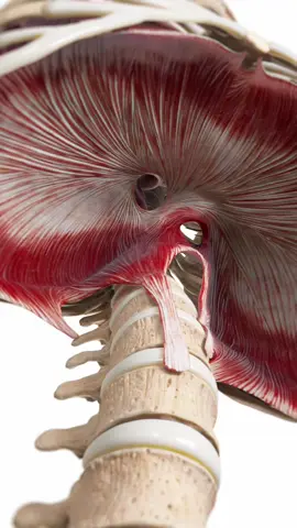 The diaphragm works nonstop. Contract → lungs fill with air. Relax → air flows out. This 3D animation shows the muscle that drives every breath you take. Based on SciePro’s 3D anatomy models. Available for B2B licensing — link in bio. #science #medical #meded #3d #3dmodel #zbrush #sciart #medart #medstudent #anatomy #animation #scicomm #med #diaphragm #breathing #respiration 