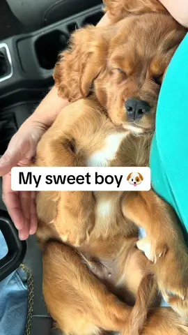 The sweetest little boy ever ❤️ #cavalier #cavaliers #puppy #cavalierpuppy #puppytiktok #cavaliersoftiktok #cavalierkingcharlesspaniel 