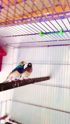 Blue gouldian💙🩵#creatorsearchinsights #foryou #birdsavairy #PetsOfTikTok #1millionaudition 