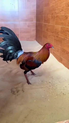 Un hermoso pollo 🐓❤️‍🩹#LIVEIncentiveProgram #GenuineInteractionMatters #PaidPartnership 