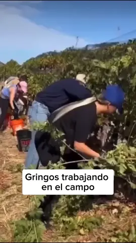 Mexicanos vs Americanos. Gringos trabajando en el campo