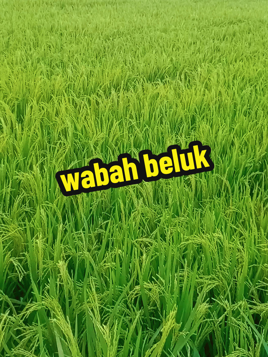 MUSIM BELUK ‼️Kalau udah wabah pestisida hanya bisa meminimalisir #beluk #penggerekbatang #hamapadi #wabah #viral #pestisida #ulatpenggerekbatang #musuhpetani #fyp #eabahbeluk 