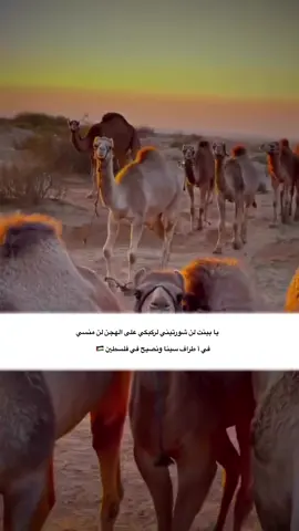 ما شـاء اللَہ 𓆩 🌝❤️𓆪 #شلوم_حڤري🦦👋🏻 #كسبلور_explor #لايكات #تصويري📷 #fyp 
