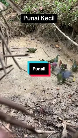 Bagian 3 ||• Menjaring Punai Kecil / Bahasa ditempat ku Punai Lunuk, Di daerah Kalian ada yang seprti ini Gak amai amai?  #punai #menjaring #caratradisional #foryoupage #pergam #malinau #fyp #viral 