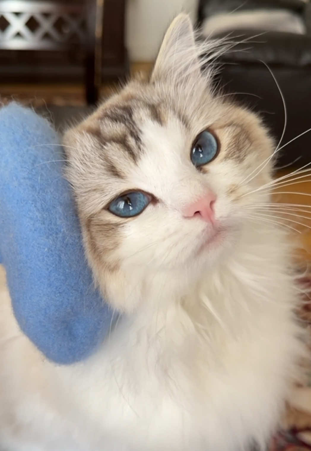 Little Fashionista 🐾 #cats #fy #fyp #ragdoll #catlife #catsoftiktok #duchess #catlover #fashion #royalty #cute #PetsOfTikTok 