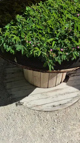 la plante la plus peureuse que je connaisse😱🌿Mimosa pudica, aussi appelée sensitive ou plante sensitive. Réagit au toucher : ses feuilles se replient quand on les touche ou qu'on les secoue (mouvement de thigmonastie). elle fait la morte si un insecte se pose dessus... 🌸 Elle produit aussi parfois de petites fleurs roses en pompons. C’est une plante tropicale originaire d’Amérique du Sud, souvent cultivée comme curiosité pour son comportement « timide ».