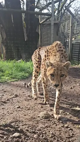 What does the cheetah say? Spoiler: It’s not a roar. Cheetahs may be the fastest land animals, but when it comes to vocalizations—they’re full of surprises. From chirps and churrs to yowls and purrs, their sounds are more birdlike or housecat-like than you might expect. In this clip, you’ll hear one of their more unexpected calls. Is this what you thought a big cat would sound like? Unlike lions or tigers, cheetahs don’t roar—they lack the specialized larynx needed. Instead, they rely on a wide range of sounds to call to cubs, signal siblings, or share curiosity. 📸: Animal Manager Erika #SafariWest #SantaRosa #SonomaCounty #CheetahChirp #BigCatFacts #WhatDoesTheCheetahSay
